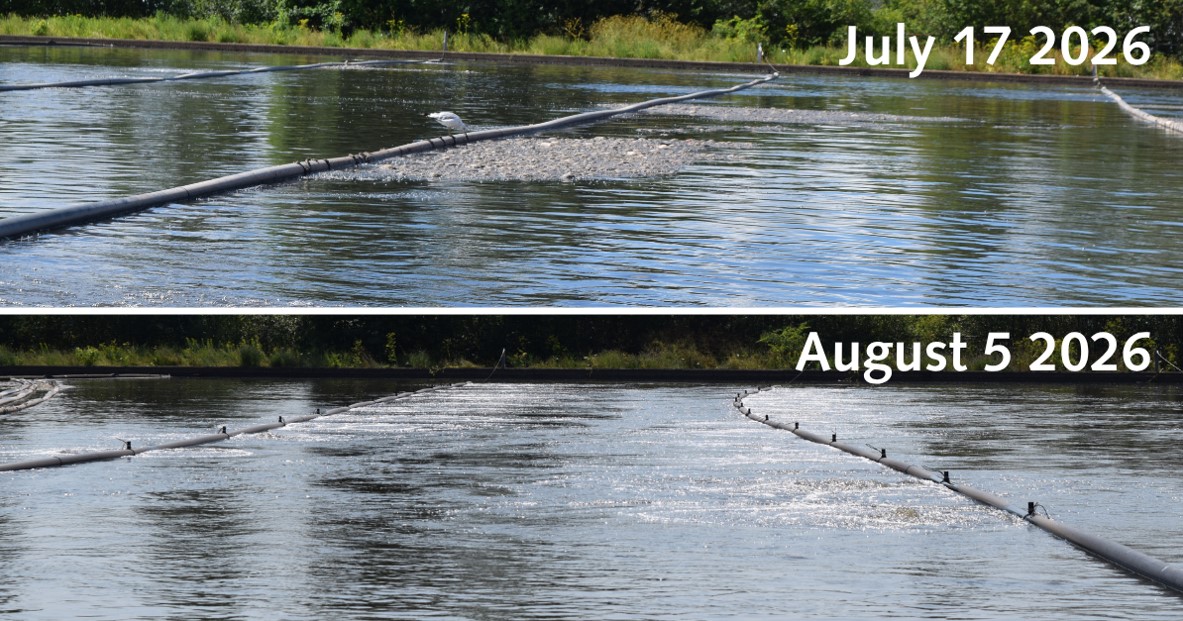 Sewer Treatment Plant in July versus August of 2026, before and after new aerator chains were installed.